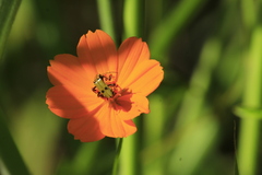 Chauliognathus hieroglyphicus