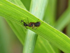 Camponotus rufipes