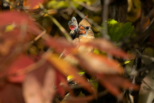 Northern Cardinal photographed in Pennsylvania