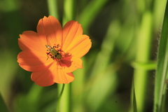 Chauliognathus hieroglyphicus