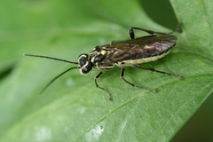 Pachyprotasis rapae