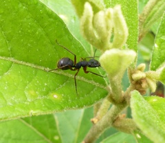Camponotus rufipes