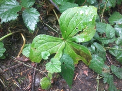 Trillium ovatum