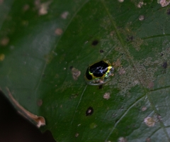 Ischnocodia succincta