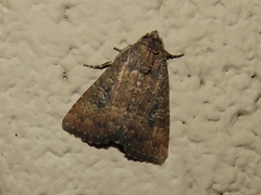 Condica sutor