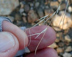 Aristida purpurea