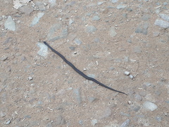 Hebius vibakari
