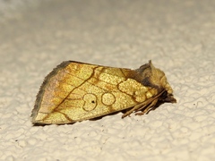 Basilodes pepita