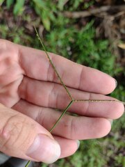 Paspalum conjugatum