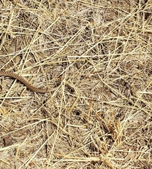 Coluber constrictor mormon