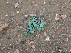 Mirabilis multiflora pubescens