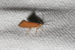 Crassa unitella