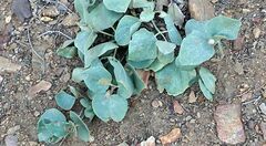 Mirabilis multiflora pubescens
