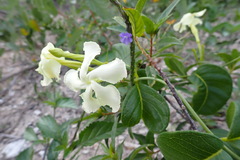 Echites umbellatus
