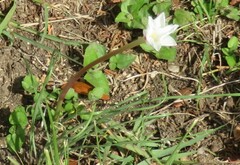 Zephyranthes drummondii