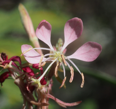 Oenothera suffrutescens