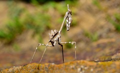 Empusa pennicornis