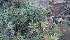 Ericameria linearifolia