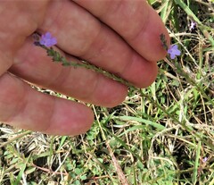 Verbena halei