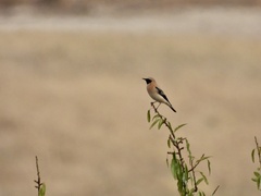 Oenanthe hispanica
