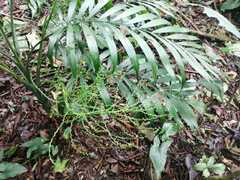 Chamaedorea elegans