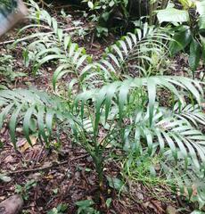 Chamaedorea