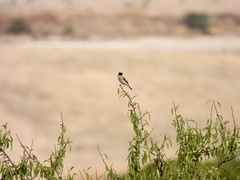 Oenanthe hispanica