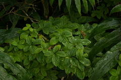 Dioscorea pentaphylla