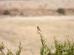 Oenanthe hispanica