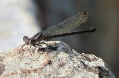 Argia funebris