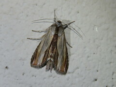 Cucullia convexipennis