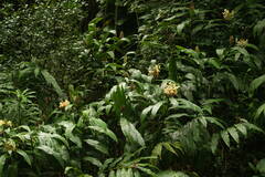 Hedychium flavescens