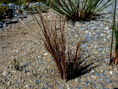 Carex buchananii