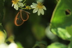 Pteronymia rufocincta