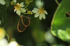 Pteronymia rufocincta