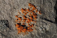 Polycauliona luteominia
