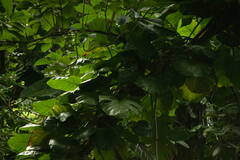 Epipremnum aureum