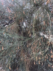 Parkinsonia florida
