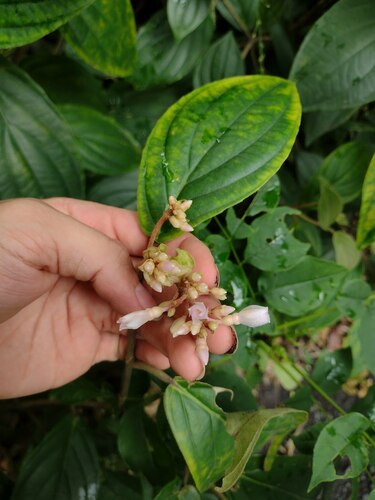 Holdtight (Medinilla venosa)