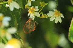 Pteronymia rufocincta