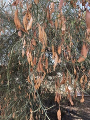 Parkinsonia florida