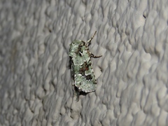 Lacinipolia laudabilis