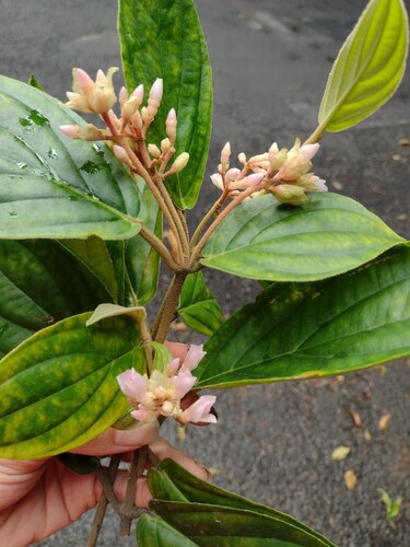Medinilla venosa