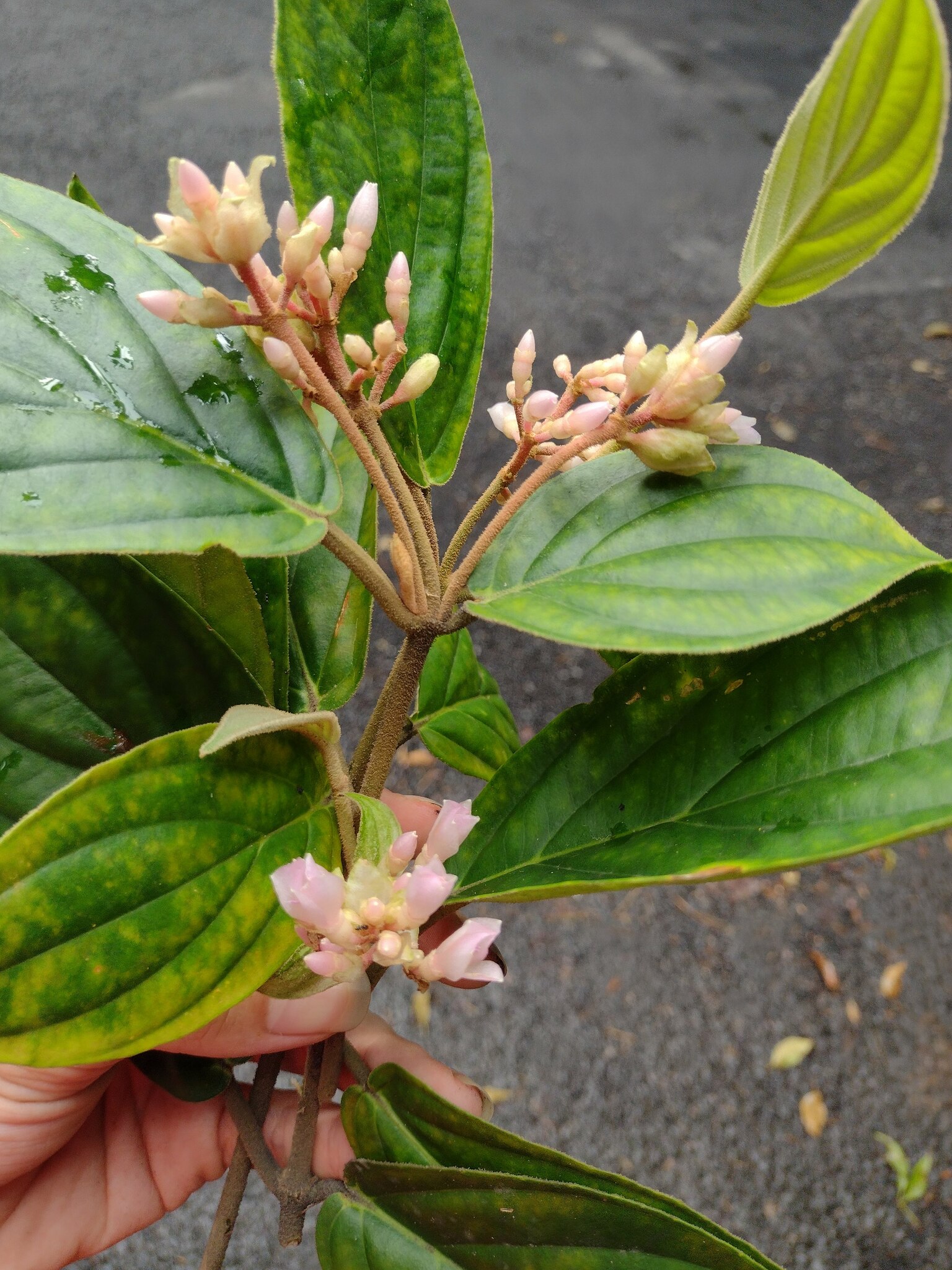 Medinilla venosa