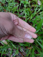 Paspalum conjugatum