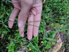 Paspalum mandiocanum