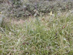 Paspalum mandiocanum