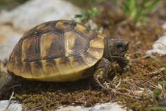 Testudo hermanni boettgeri