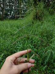 Urochloa mutica