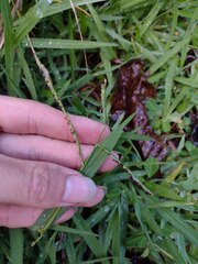 Paspalum jesuiticum